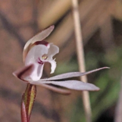 Caladenia fuscata at Acton, ACT - 4 Sep 2023