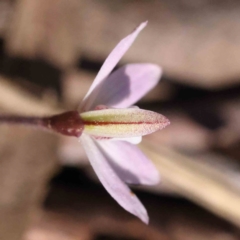 Caladenia fuscata at Acton, ACT - 4 Sep 2023