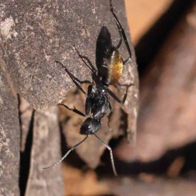 Camponotus aeneopilosus (A Golden-tailed sugar ant) at Acton, ACT - 4 Sep 2023 by ConBoekel
