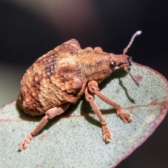 Gonipterus sp. (genus) (Eucalyptus Weevil) at Namadgi National Park - 1 Sep 2023 by SWishart