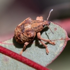 Gonipterus sp. (genus) at Rendezvous Creek, ACT - 1 Sep 2023