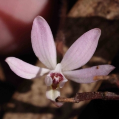 Caladenia fuscata (Dusky Fingers) at Acton, ACT - 4 Sep 2023 by ConBoekel