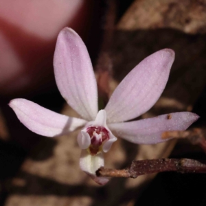 Caladenia fuscata at Acton, ACT - 4 Sep 2023