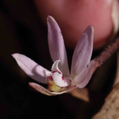 Caladenia fuscata at Acton, ACT - suppressed