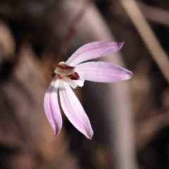 Caladenia fuscata (Dusky Fingers) at Caladenia Forest, O'Connor - 4 Sep 2023 by ConBoekel