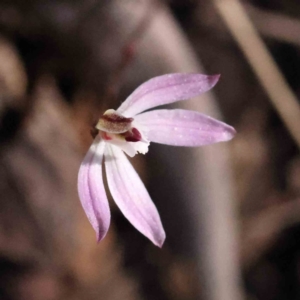 Caladenia fuscata at Acton, ACT - suppressed