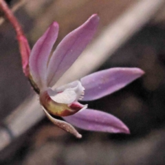 Caladenia fuscata at Acton, ACT - 4 Sep 2023