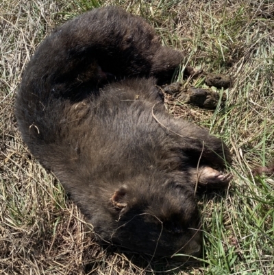 Vombatus ursinus (Bare-nosed Wombat) at Molonglo, ACT - 4 Sep 2023 by SteveBorkowskis