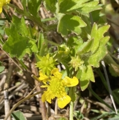 Ranunculus muricatus (Sharp Buttercup) at Stromlo, ACT - 4 Sep 2023 by SteveBorkowskis