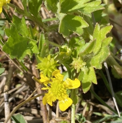 Ranunculus muricatus (Sharp Buttercup) at Stromlo, ACT - 4 Sep 2023 by SteveBorkowskis