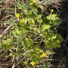 Ranunculus muricatus at suppressed - 4 Sep 2023