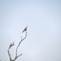 Falco berigora (Brown Falcon) at Stromlo, ACT - 4 Sep 2023 by Steve_Bok