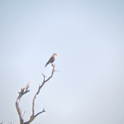 Falco berigora (Brown Falcon) at Whitlam, ACT - 4 Sep 2023 by SteveBorkowskis