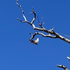 Falco berigora at Whitlam, ACT - suppressed