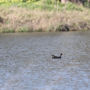 Gallinula tenebrosa at Coolamon, NSW - 2 Sep 2023