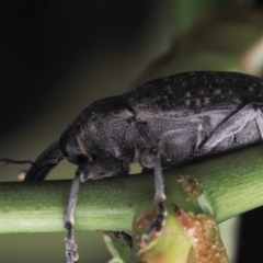 Larinus latus (Onopordum seed weevil) at Murrumbateman, NSW - 4 Sep 2023 by amiessmacro