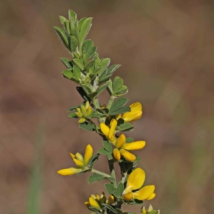 Genista monspessulana at O'Connor, ACT - 3 Sep 2023 10:31 AM