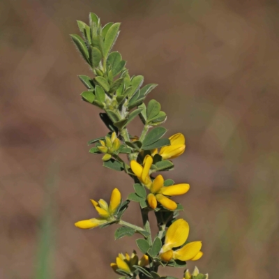 Genista monspessulana (Cape Broom, Montpellier Broom) at O'Connor, ACT - 3 Sep 2023 by ConBoekel