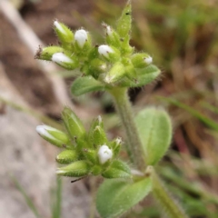 Cerastium glomeratum (Sticky Mouse-ear Chickweed) at O'Connor, ACT - 4 Sep 2023 by ConBoekel