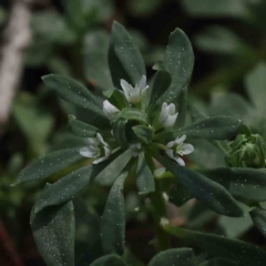 Poranthera microphylla (Small Poranthera) at Caladenia Forest, O'Connor - 4 Sep 2023 by ConBoekel