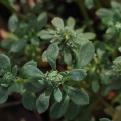 Poranthera microphylla at Acton, ACT - 4 Sep 2023 10:49 AM