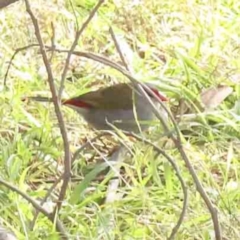 Neochmia temporalis (Red-browed Finch) at Canberra Central, ACT - 4 Sep 2023 by ConBoekel