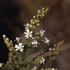 Olearia microphylla (Olearia) at Dryandra St Woodland - 3 Sep 2023 by ConBoekel