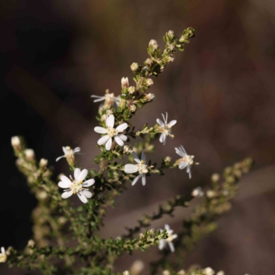 Olearia microphylla (Olearia) at Dryandra St Woodland - 3 Sep 2023 by ConBoekel