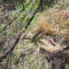 Nassella trichotoma (Serrated Tussock) at Watson, ACT - 4 Sep 2023 by abread111