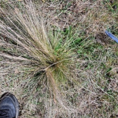 Nassella trichotoma (Serrated Tussock) at Mount Majura - 4 Sep 2023 by abread111