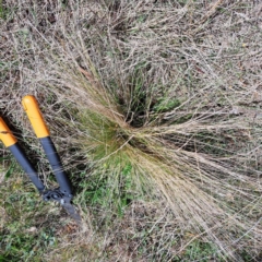 Nassella trichotoma at Watson, ACT - 4 Sep 2023