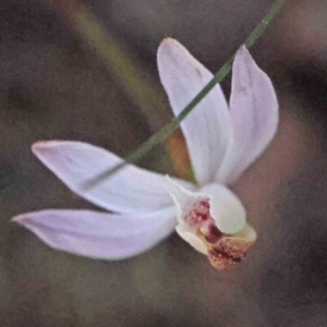 Caladenia fuscata at Acton, ACT - 4 Sep 2023