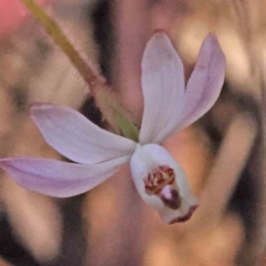 Caladenia fuscata at Acton, ACT - 4 Sep 2023