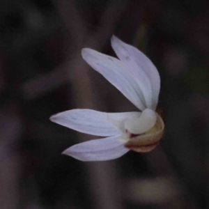 Caladenia fuscata at Acton, ACT - 4 Sep 2023