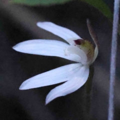Caladenia fuscata (Dusky Fingers) at Acton, ACT - 4 Sep 2023 by ConBoekel
