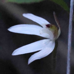 Caladenia fuscata at Acton, ACT - 4 Sep 2023