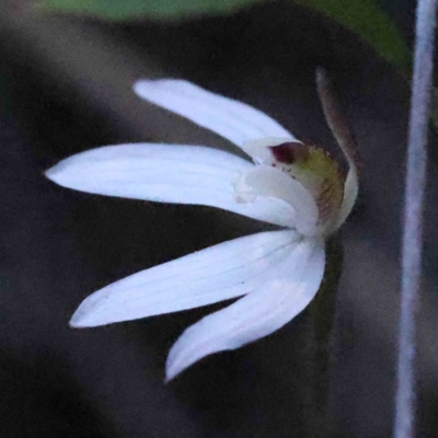 Caladenia fuscata (Dusky Fingers) at Caladenia Forest, O'Connor - 4 Sep 2023 by ConBoekel