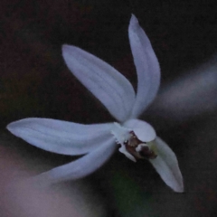 Caladenia fuscata at Acton, ACT - suppressed