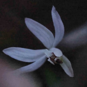 Caladenia fuscata at Acton, ACT - 4 Sep 2023