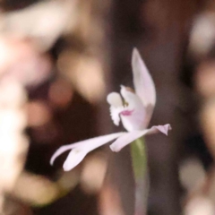 Caladenia fuscata (Dusky Fingers) at Caladenia Forest, O'Connor - 4 Sep 2023 by ConBoekel