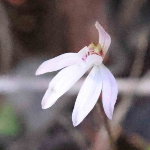 Caladenia fuscata at Acton, ACT - 4 Sep 2023
