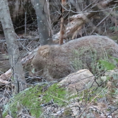 Vombatus ursinus (Bare-nosed Wombat) at Cotter River, ACT - 3 Sep 2023 by BenW