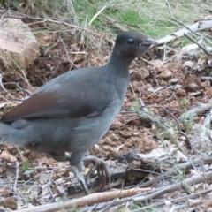 Menura novaehollandiae (Superb Lyrebird) at Cotter River, ACT - 3 Sep 2023 by BenW