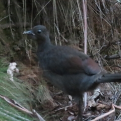 Menura novaehollandiae at Cotter River, ACT - 3 Sep 2023