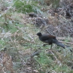 Menura novaehollandiae at Cotter River, ACT - 3 Sep 2023