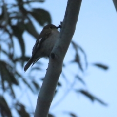 Petroica phoenicea (Flame Robin) at Namadgi National Park - 3 Sep 2023 by BenW