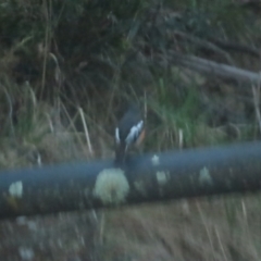 Petroica phoenicea at Cotter River, ACT - 3 Sep 2023