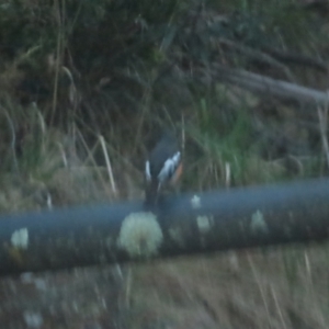 Petroica phoenicea at Cotter River, ACT - 3 Sep 2023 05:18 PM