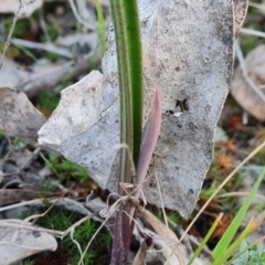 Thelymitra sp. (A Sun Orchid) at Jerrabomberra, ACT - 4 Sep 2023 by Mike