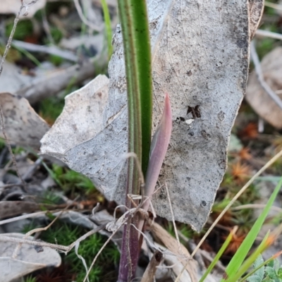 Thelymitra sp. (A Sun Orchid) at Isaacs Ridge and Nearby - 4 Sep 2023 by Mike